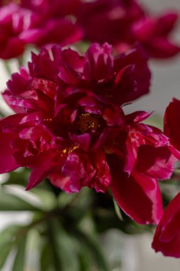 Canlı kırmızı şakayık çiçeğine yakın çekim. Çiçek açan makro manzara. Doğanın güzelliği.