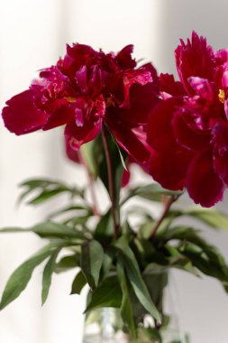 Canlı kırmızı şakayık çiçeğine yakın çekim. Çiçek açan makro manzara. Doğanın güzelliği.