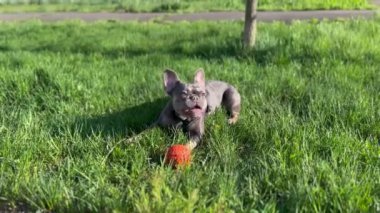 Köpek Çimenlerde Tumbles, Yavru Köpek Topla Oynuyor, Fransız Bulldog 