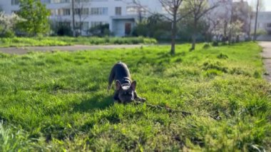 Köpek Doğada Sopayla Oynar, Fransız Buldog Doğada