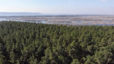 Sabah Ormanın Üzerindeki Uçuş, Güzel Yaz Manzarası, Hava Görüntüsü
