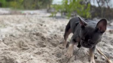 Ormandaki Fransız Bulldog 'u, yüksek kalite 4K görüntü.