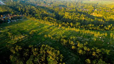 Areial view Mount Batur, Endonezya 'nın Bali adasında Agung Dağı' nın kuzey batısında yer alan iki eş merkezli kalderanın merkezinde yer alan aktif bir volkandır..