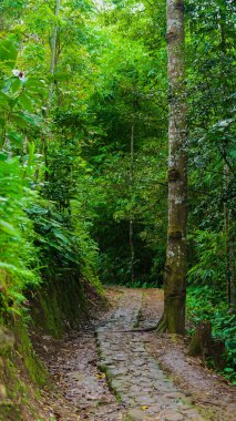 Üç Baduy Dalam çocuğu, basit giyinmiş ve geleneksel şapkalar takmış, yemyeşil ormanlarda geziniyor..
