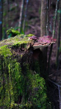 Seçici odak noktası yeşil eğreltiotu yaprağı veya yaprak sapı ya da petiole (yaprak sapı) ya da bulanık arkaplan ile bahçede daun pakis kapalı