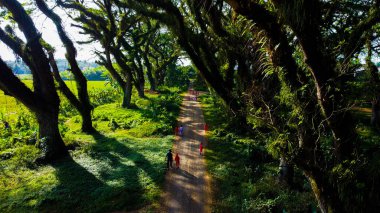 An aerial view captures a person walking among towering trees in the Djawatan forest of East Java. The morning light filters through the lush foliage, creating a serene and refreshing atmosphere. clipart