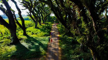 An aerial view captures a person walking among towering trees in the Djawatan forest of East Java. The morning light filters through the lush foliage, creating a serene and refreshing atmosphere. clipart