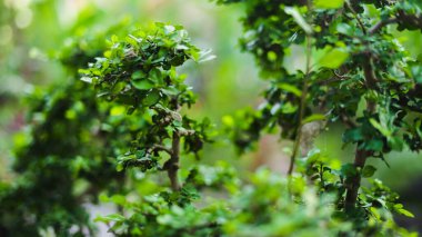 Bereketli ve canlı bir açelya ağacının tam çiçeklenmiş parlak pembe çiçekleri var. Temiz ve minimalist bir arkaplanda geniş bir kopya alanı var.