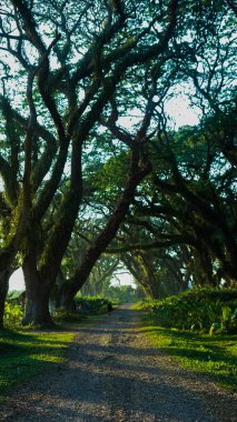 Doğu Java 'nın Djawatan ormanı. Sabah ışığı yemyeşil yaprakların arasından süzülüp dingin ve ferahlatıcı bir atmosfer yaratır..