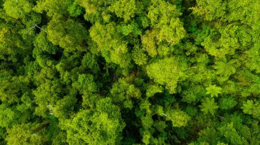 Tambora Dağı 'nın zirvesinin havadan görünüşü mavi gökyüzünün altında nefes kesen bir manzarayı gözler önüne seriyor, güneş doğarken, göz kamaştırıcı arazi üzerinde altın renkler seriyor..