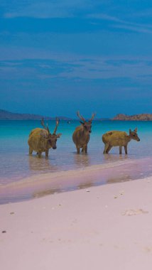 Endonezya 'daki Komodo Ulusal Parkı' ndaki beyaz kumsalda geyik dinleniyormuş. Arka tarafta denize giden bir iskele var. Doğal ortamdaki sakin hayvanlar.