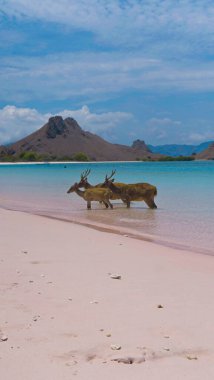 Endonezya 'daki Komodo Ulusal Parkı' ndaki beyaz kumsalda geyik dinleniyormuş. Arka tarafta denize giden bir iskele var. Doğal ortamdaki sakin hayvanlar.