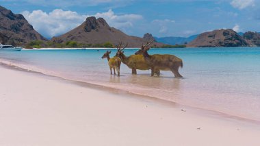 Endonezya 'daki Komodo Ulusal Parkı' ndaki beyaz kumsalda geyik dinleniyormuş. Arka tarafta denize giden bir iskele var. Doğal ortamdaki sakin hayvanlar.