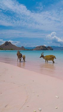 Endonezya 'daki Komodo Ulusal Parkı' ndaki beyaz kumsalda geyik dinleniyormuş. Arka tarafta denize giden bir iskele var. Doğal ortamdaki sakin hayvanlar.