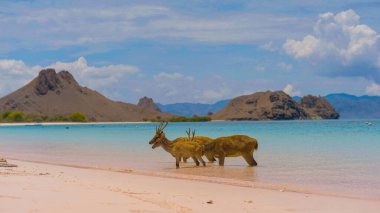 Endonezya 'daki Komodo Ulusal Parkı' ndaki beyaz kumsalda geyik dinleniyormuş. Arka tarafta denize giden bir iskele var. Doğal ortamdaki sakin hayvanlar.