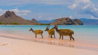 Endonezya 'daki Komodo Ulusal Parkı' ndaki beyaz kumsalda geyik dinleniyormuş. Arka tarafta denize giden bir iskele var. Doğal ortamdaki sakin hayvanlar.
