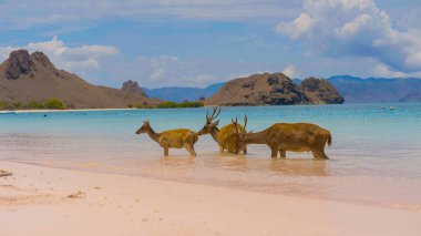 Endonezya 'daki Komodo Ulusal Parkı' ndaki beyaz kumsalda geyik dinleniyormuş. Arka tarafta denize giden bir iskele var. Doğal ortamdaki sakin hayvanlar.