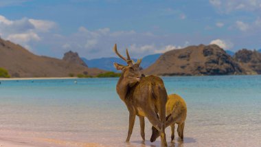 Endonezya 'daki Komodo Ulusal Parkı' ndaki beyaz kumsalda geyik dinleniyormuş. Arka tarafta denize giden bir iskele var. Doğal ortamdaki sakin hayvanlar.
