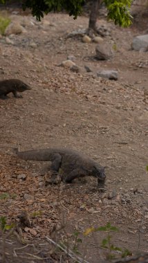 Komodo ejderhası yiyor. Endonezya 'nın Komodo, Rinca, Flores, Gili Motang ve Padar adalarında bulunur.