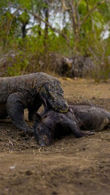 The Komodo dragon eating. Found in the Indonesian islands of Komodo, Rinca, Flores, Gili Motang, and Padar clipart