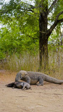 The Komodo dragon eating. Found in the Indonesian islands of Komodo, Rinca, Flores, Gili Motang, and Padar clipart