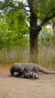 Komodo ejderhası yiyor. Endonezya 'nın Komodo, Rinca, Flores, Gili Motang ve Padar adalarında bulunur.