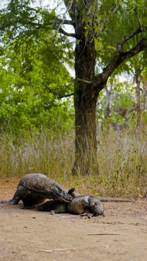 Komodo ejderhası yiyor. Endonezya 'nın Komodo, Rinca, Flores, Gili Motang ve Padar adalarında bulunur.