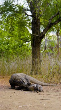 Komodo ejderhası yiyor. Endonezya 'nın Komodo, Rinca, Flores, Gili Motang ve Padar adalarında bulunur.