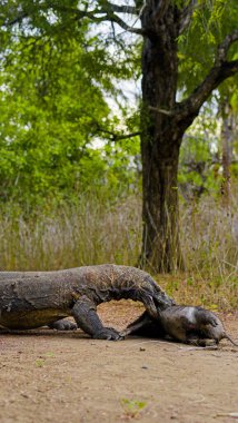 Komodo ejderhası yiyor. Endonezya 'nın Komodo, Rinca, Flores, Gili Motang ve Padar adalarında bulunur.