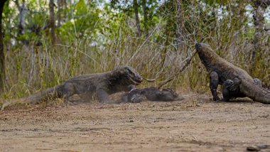 Komodo ejderhası yiyor. Endonezya 'nın Komodo, Rinca, Flores, Gili Motang ve Padar adalarında bulunur.