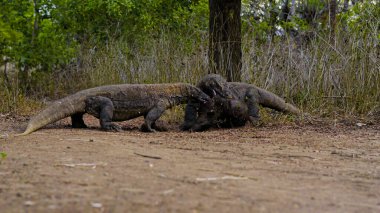Komodo ejderhası yiyor. Endonezya 'nın Komodo, Rinca, Flores, Gili Motang ve Padar adalarında bulunur.