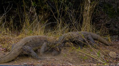 Komodo ejderhası yiyor. Endonezya 'nın Komodo, Rinca, Flores, Gili Motang ve Padar adalarında bulunur.