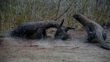 Komodo ejderhası yiyor. Endonezya 'nın Komodo, Rinca, Flores, Gili Motang ve Padar adalarında bulunur.