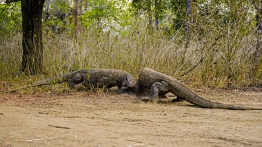 Komodo ejderhası yiyor. Endonezya 'nın Komodo, Rinca, Flores, Gili Motang ve Padar adalarında bulunur.