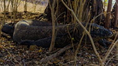 Komodo ejderhası yiyor. Endonezya 'nın Komodo, Rinca, Flores, Gili Motang ve Padar adalarında bulunur.