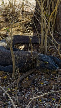 The Komodo dragon eating. Found in the Indonesian islands of Komodo, Rinca, Flores, Gili Motang, and Padar clipart