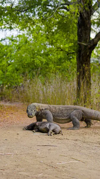 Komodo ejderhası yiyor. Endonezya 'nın Komodo, Rinca, Flores, Gili Motang ve Padar adalarında bulunur.