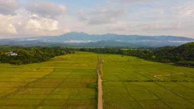 NTT 'de Gunung Mutis' i keşfedin, bereketli manzaraların sakin vahşi yaşamla buluştuğu yerde. İneklerin bu görkemli dağın arka planında huzur içinde otlamasını izleyin..