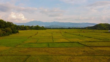 Discover Gunung Mutis in NTT, where lush landscapes meet serene wildlife. Watch as cows graze peacefully on verdant grass against the backdrop of this majestic mountain. clipart