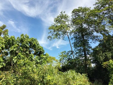 Ağaç yaprağı desenli gökyüzü görünümü