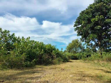 Doğal Ağaç Görünümü Orman DokusuName