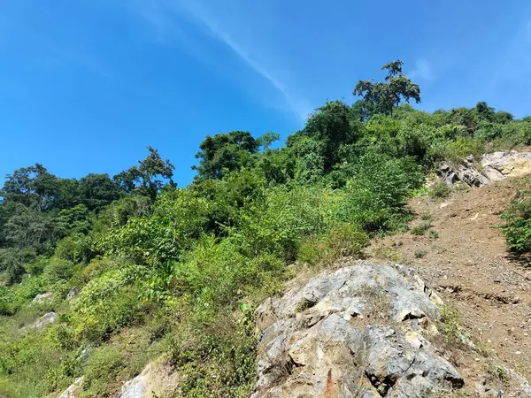 Güzel tepe manzarası Doğal Ağaç dokusu