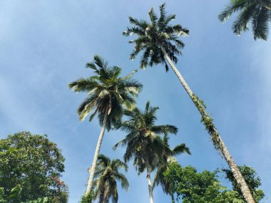 Doğal desenli güzel ağaçlar.