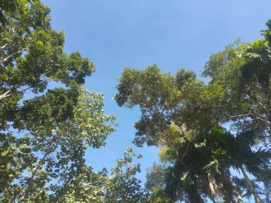 Güzel doğal gökyüzü ağacı deseni, aşağıdan yeşil ağaç yaprakları manzarası