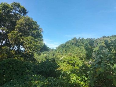 Doğal Ağaç Görünümü Orman DokusuName