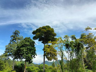 Ormanın güzel mavi gökyüzü manzarası