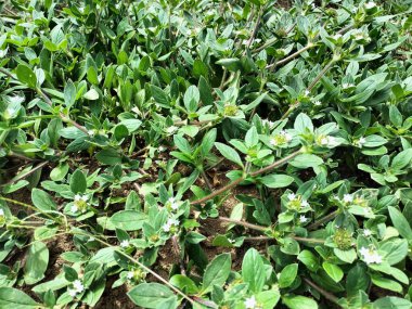 Tarlada doğal yeşil otlar yetişir.