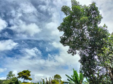 Ormandaki Woody bitki örtüsü