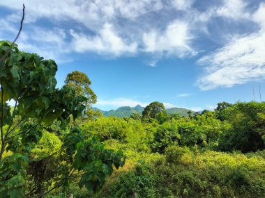 Sabahları mavi gökyüzünün altında güzel yeşilliklerin panoramik manzarası. doğa arkaplanı