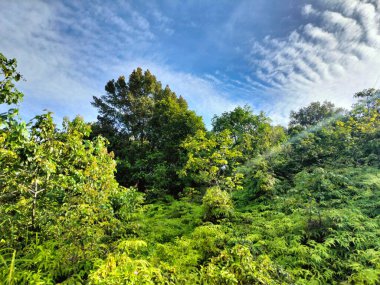 Sabahları mavi gökyüzünün altında güzel yeşilliklerin panoramik manzarası. doğa arkaplanı